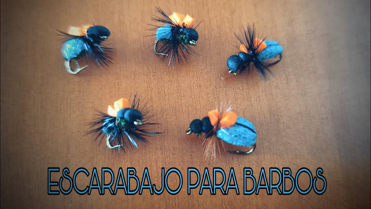 Escarabajo para barbos/carpas