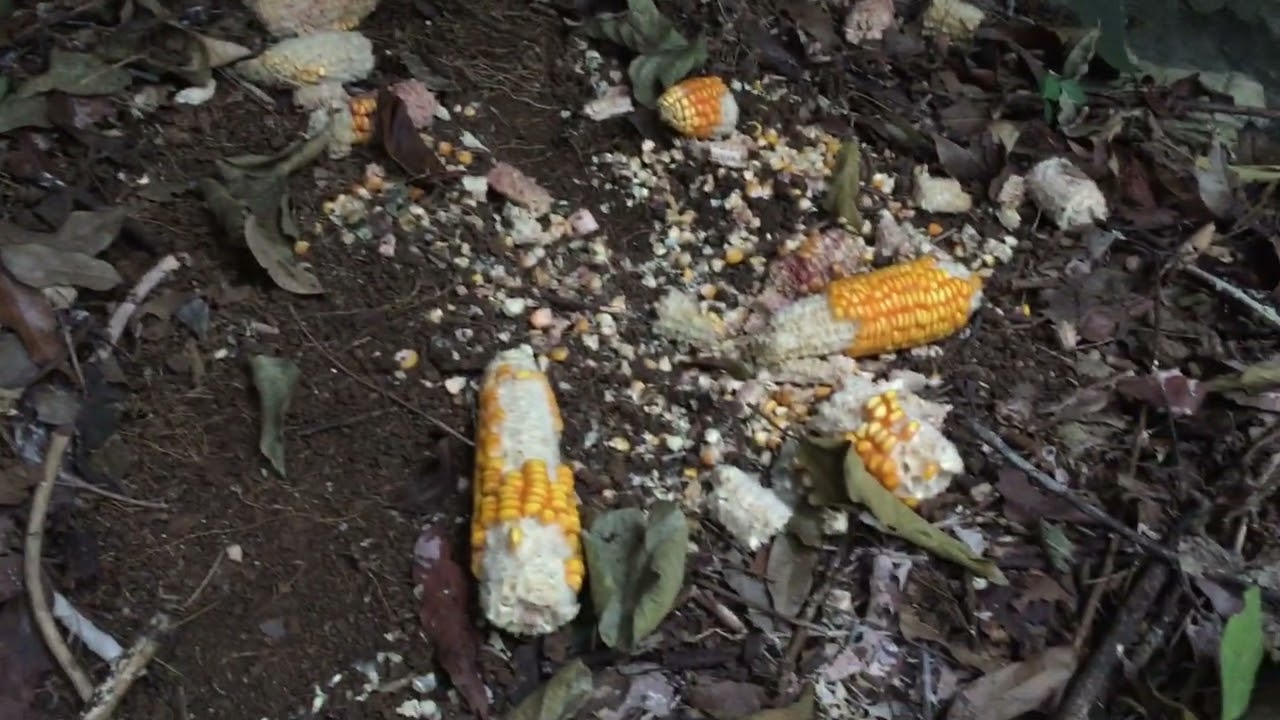 tiếp phần hai chạy đâu cho thoát