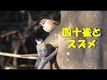 四十雀とスズメ