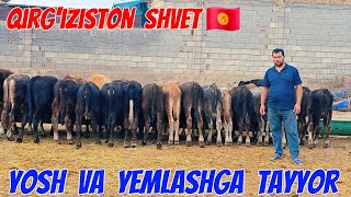 Xusanbo'ydan Qirg'iziston Shvet Yosh va Yemlashga Tayyor Buqalar 1-Oktyabr, 2025