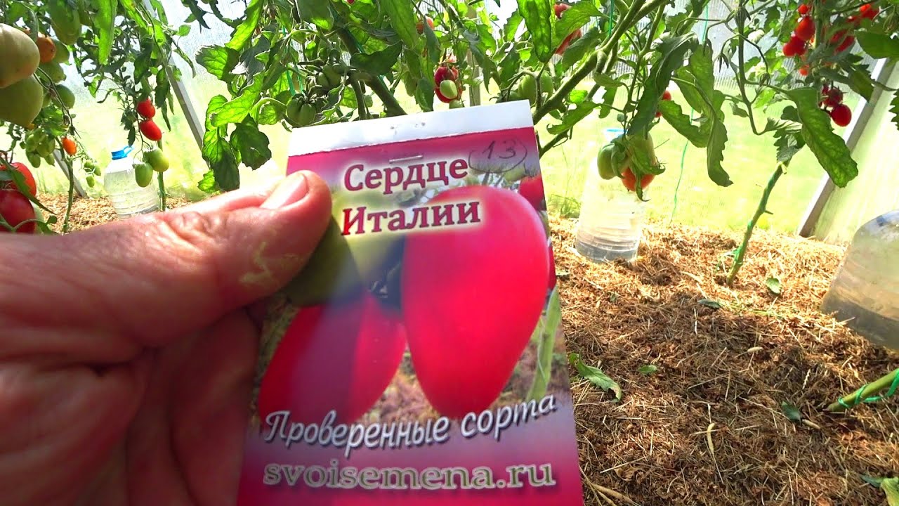 ТОМАТ СЕРДЦЕ ИТАЛИИ. У меня он не получился.