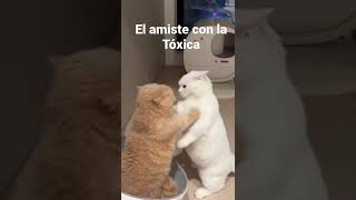 El amiste con la tóxica