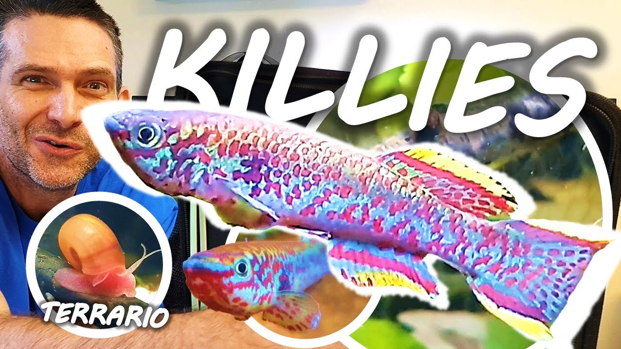 AQUARIUM POUR KILLIES : INSTALLATION, ENTRETIEN ET FILTRATION