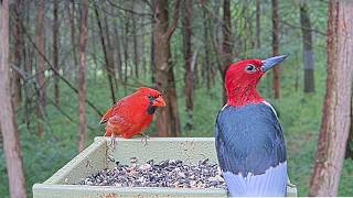 Wet Birds at the Woodland Feeder (Cardinals, Woodpeckers, and More) | Rainy Day 24/7 Loop