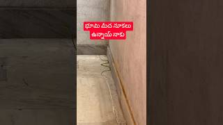 ఉల్లినారు అనుకున్న పట్టుకుంటే నా పని అయిపోయేది #minivlog #షార్ట్స్ #viral #snake #