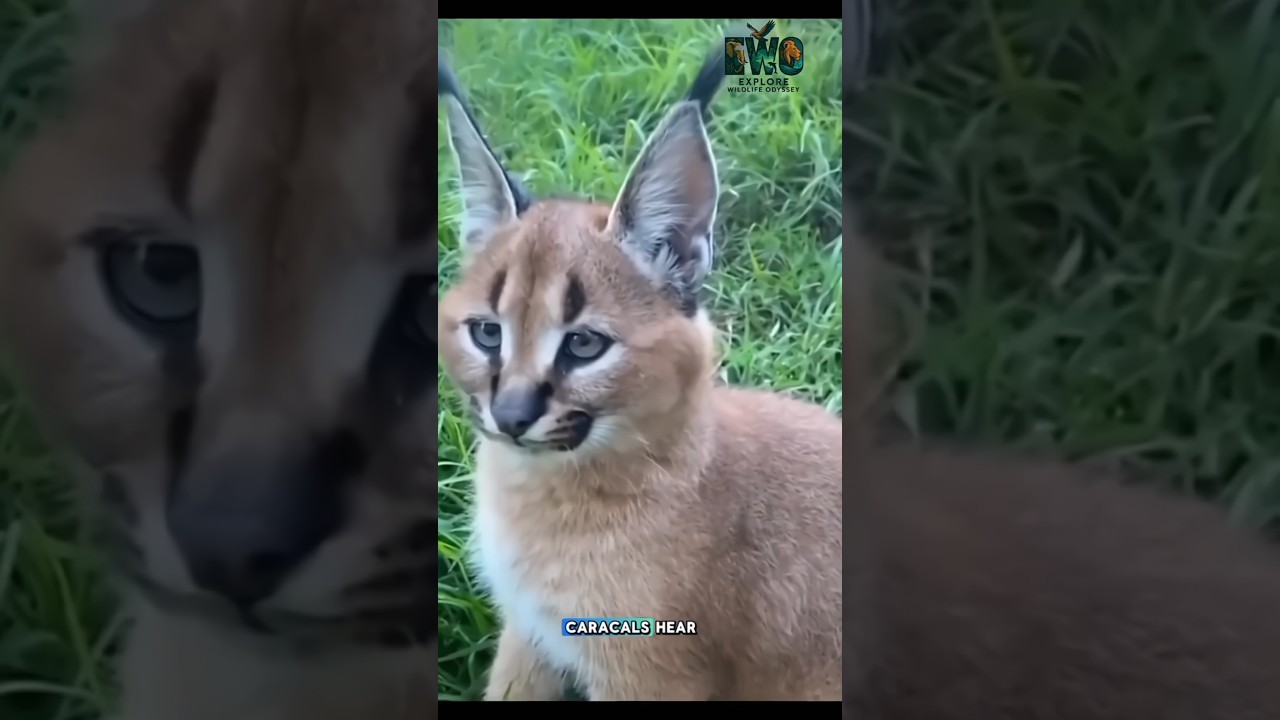 Caracal: The Cat That Hears Before It Strikes.                          