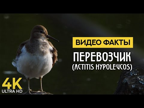 Кулик-перевозчик - Познавательные факты об интересных птицах - Видео о природе 4К