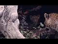 Tiny cub comes out of den site | andBeyond Sandibe Okavango Safari Lodge | Botswana | WILDwatch