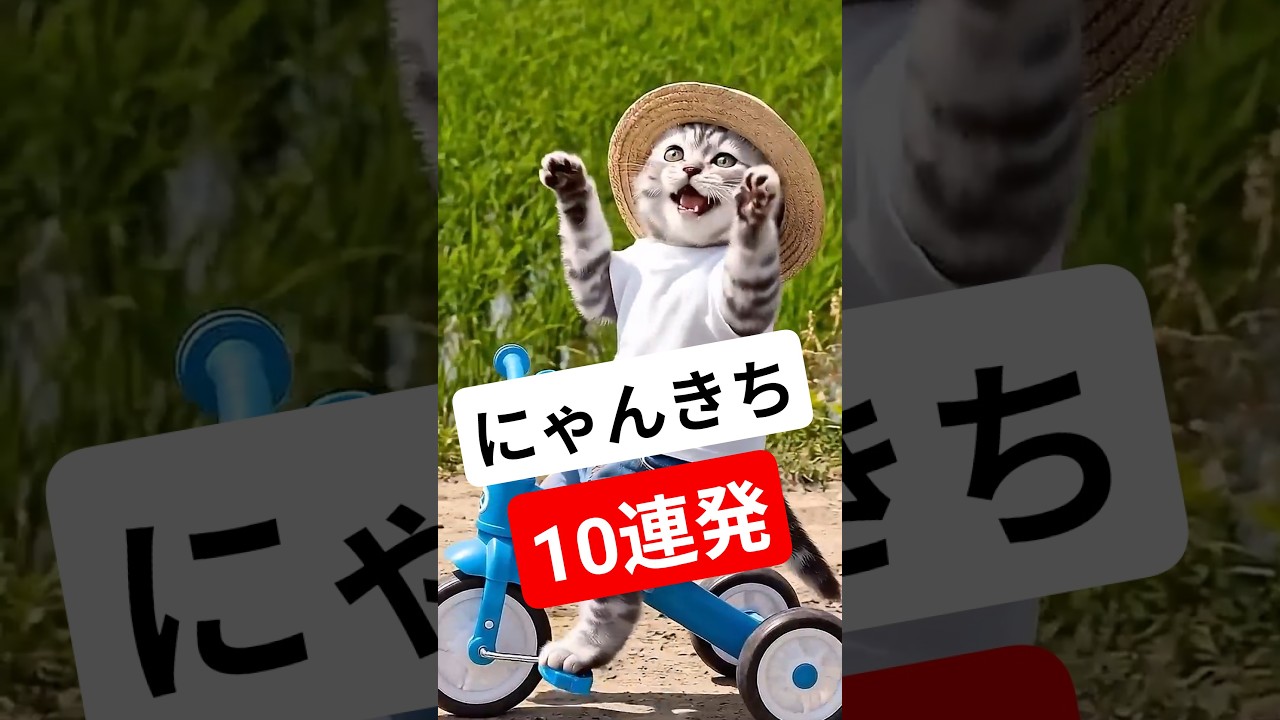 にゃんきち10連発 2 - YouTube