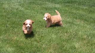 Bich-Poo Puppies For Sale