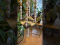 #plants #stringofhearts #plantparent #plantlover