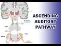 Understanding the Ascending Auditory Pathway