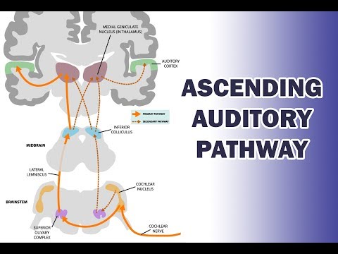 Video: Procesarea auditivă este ipsilaterală?