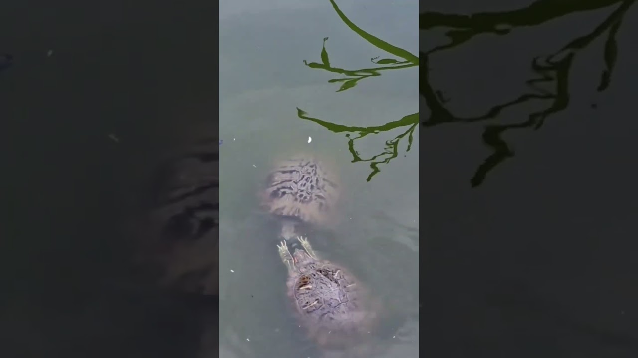 Красноухие черепахи. Trachemys scripta