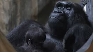 Happy Mother’s Day by Cleveland Metroparks Zoo 79,575 views 2 weeks ago 50 seconds