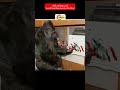 اذكي غوريلا في العالم تركت رساله للبشر