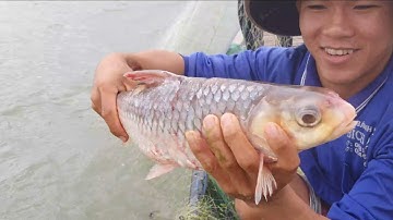 Trận Chiến Sông Tiền Trúng Đậm Nguyên Bầy Cá Cầy Gỡ Đã Tay () Swarms of Large Civet