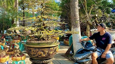 khuôn  chậu  silicone  1m đẹp  cho a Vinh  ở  Ninh Thuận, chậu  Khuôn  alô Minh Tây  Ninh 0967202234