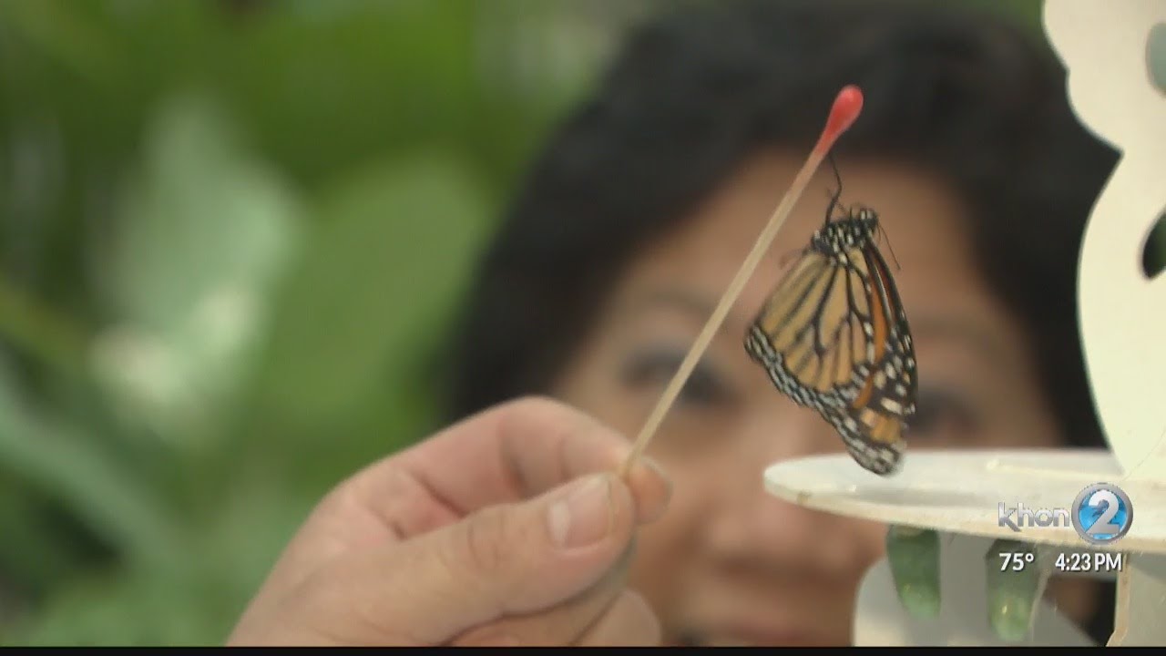 Monarchs and More Butterfly Exhibit at Pearlridge Center YouTube