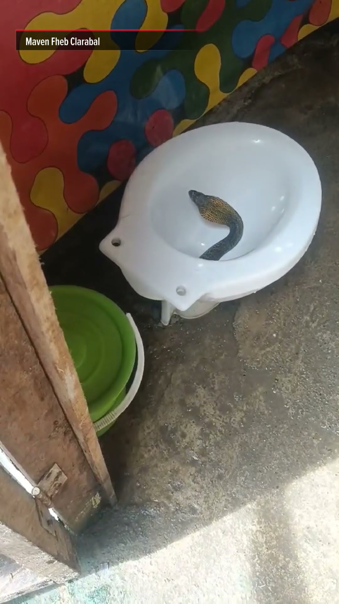 Cobra nakita sa inidoro sa Tagum City