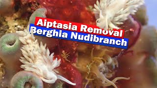 Aiptasia Removal with Berghia Nudibranch