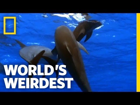 Promiscuous Dolphins | World's Weirdest