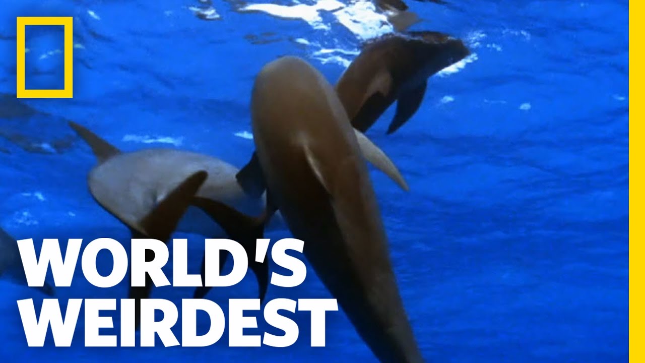 Promiscuous Dolphins | World's Weirdest
