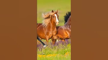 سورة العاديات