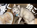 生まれて初めての餃子が美味しくて自我を保てないシベリアンハスキー