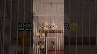 밤이 무서운 왕관앵이
