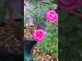 গোলাপের সাইজ দেখেন #tanvirhobbies #gardening