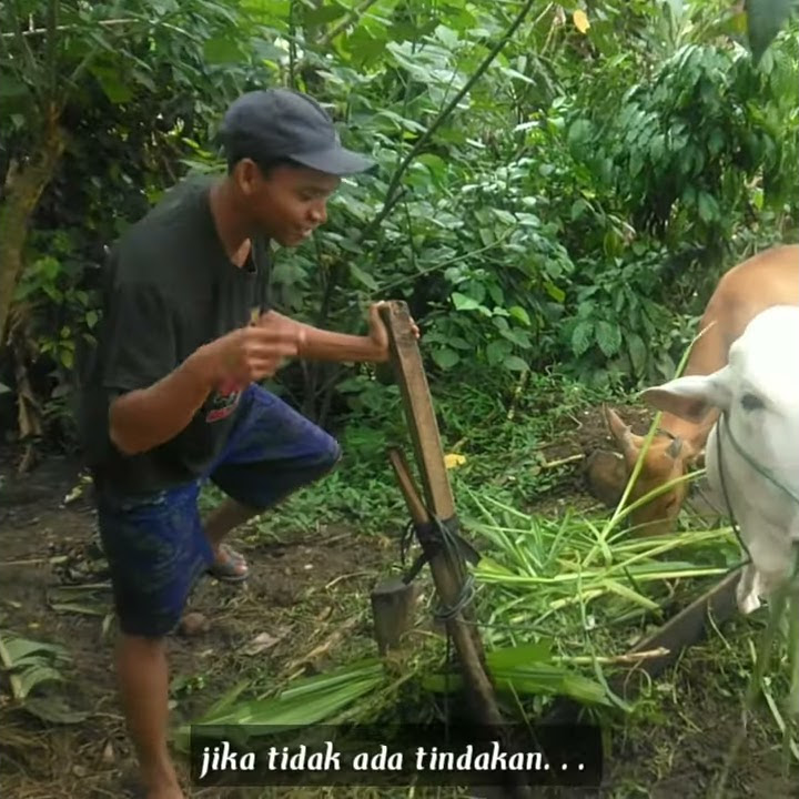 aduh mamae ada cowo baju hitam bikin saya terpana viral // story wa kata-kata josss
