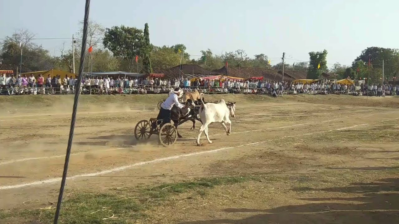 Black star lohara bailgada sharyat  indian cow