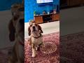"Junior wants a Guava, but he won’t ask for it."🍐#Viral #shortsfeed #viral #shorts#trending
