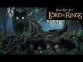 Lord of the rings  my cat