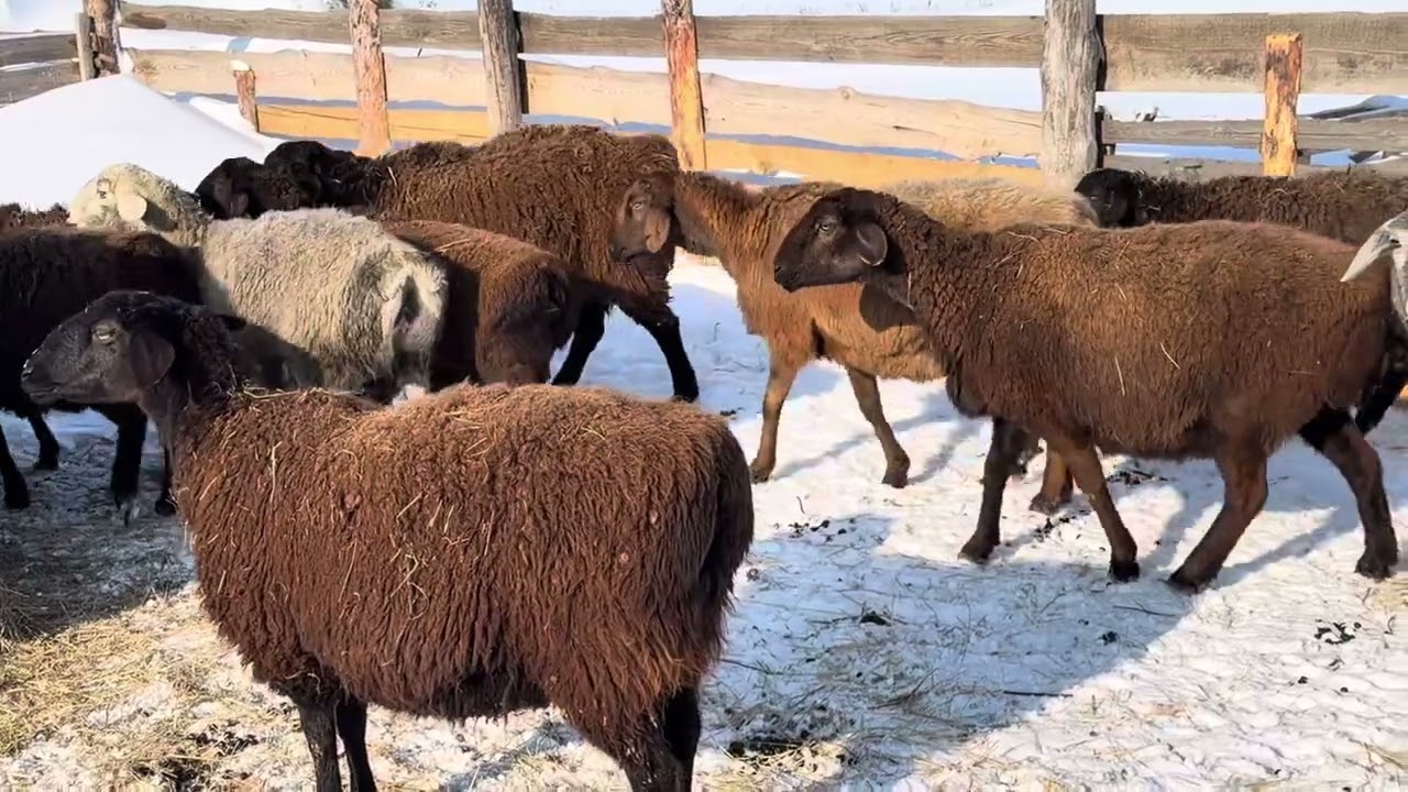 7/03/2026 гиссарские матки 