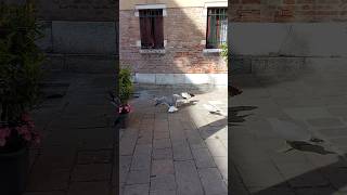 La mattina del loro litigio😁The morning of the Seagulls' quarrel🦅 #venice #travel #seagulls #venezia