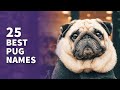 25 best pug names popular  best puppy ideas