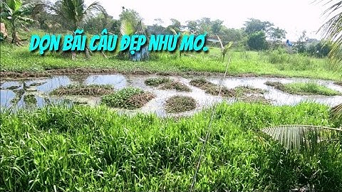 Dọn bãi rau muống,Câu cá lóc dính thấy mê luôn.Thợ săn cá lóc.