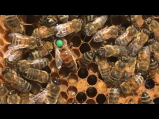 How do bees make honey? – ScottishBeeCompany