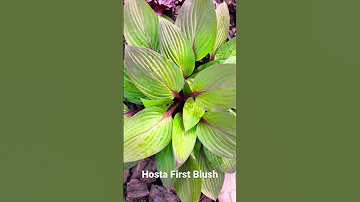 Hosta First Blush Hosta Firstblush 20 05 2023 