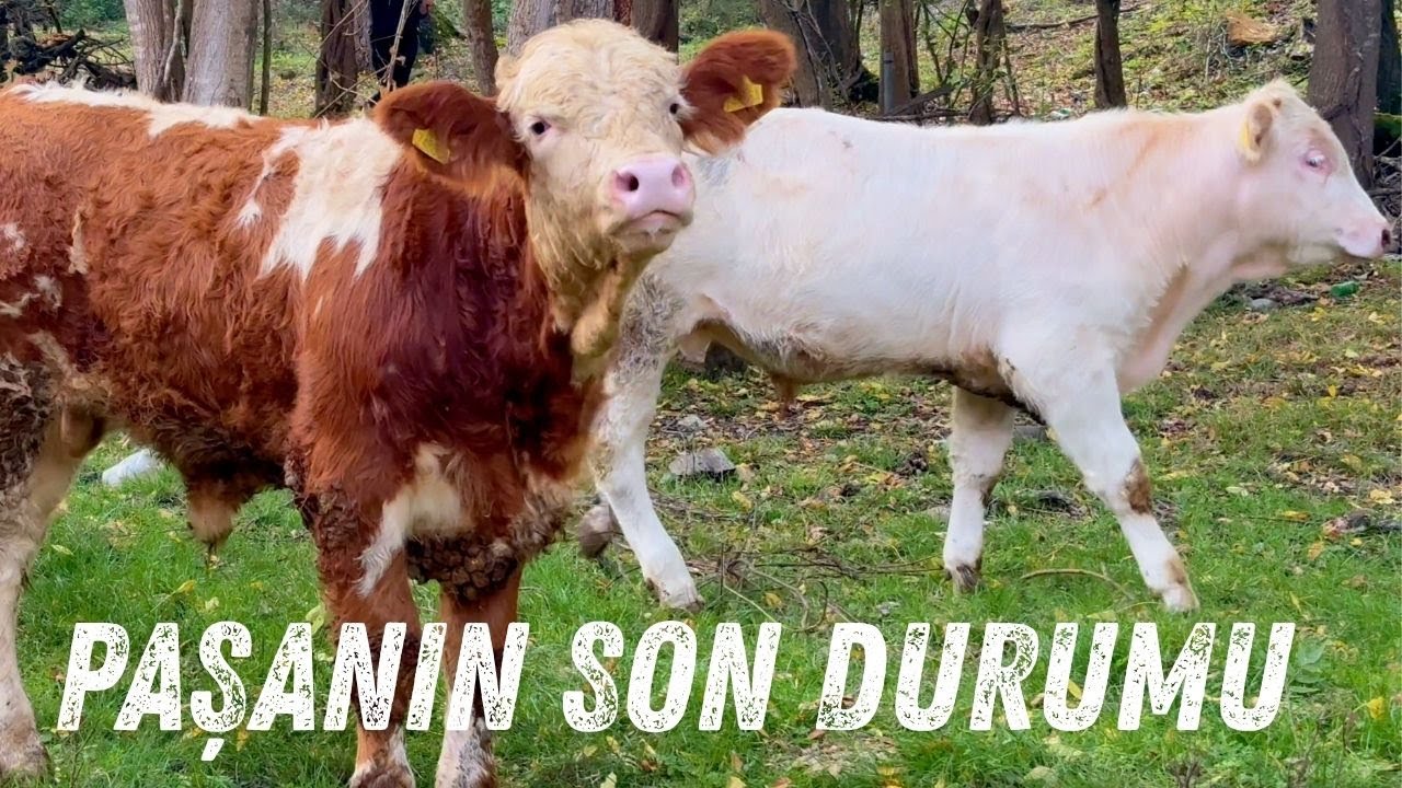 PAŞANIN SON DURUMU : YENİ İŞYERİ : YENİ EV : YENİ KÖPRÜ : YENİ HAYVANLAR