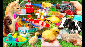 Bắt Các Con Vật Dễ Thương, Con Cá, Con Vịt, Con Mèo, Con Cua - Part 003