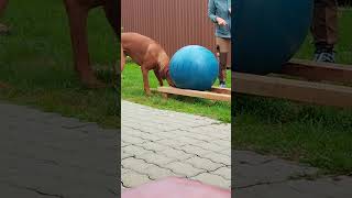 Trick : Drive the ball Leo #dog #dogexercise #rhodesianridgeback #happydog