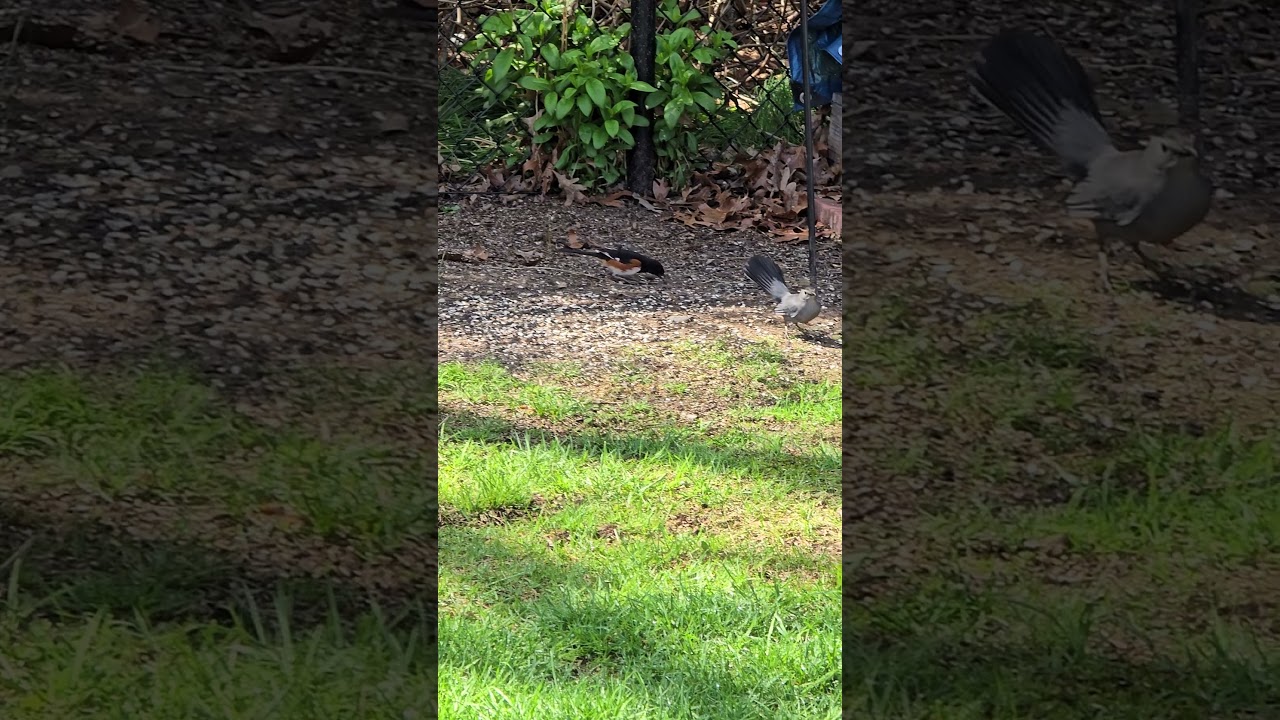 BIRDS - Gray Catbird and Eastern Towhee