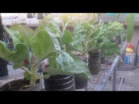 Video Cải Rổ cây mập thù lù , thu hoạch và bón phân cho ra... - youtube