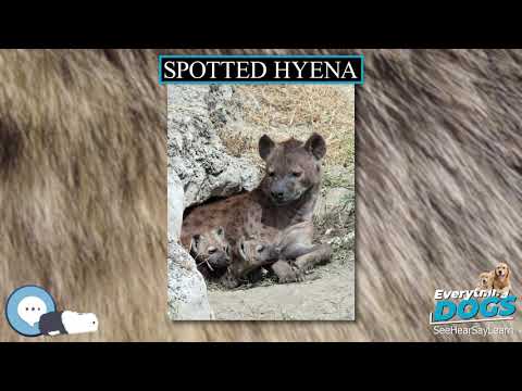 Spotted hyena 🐶🐾 Everything Dogs 🐾🐶