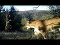 Cougar Queen and two cubs in the mountains of Colorado.