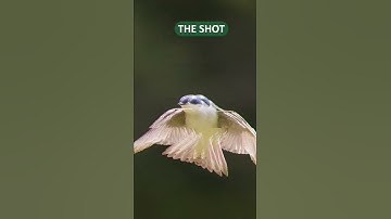 Tree Swallows Photography #shorts