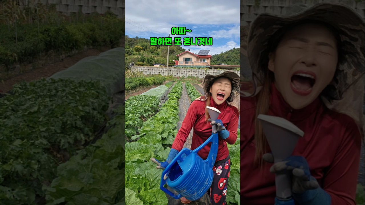 10월 배추관리 #배추 #들깨아줌마 #트롯댄스 #최강동안농장 #춤추는아줌마